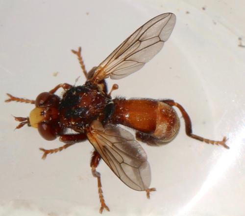 Réf. 323 475 : Sicus sp.